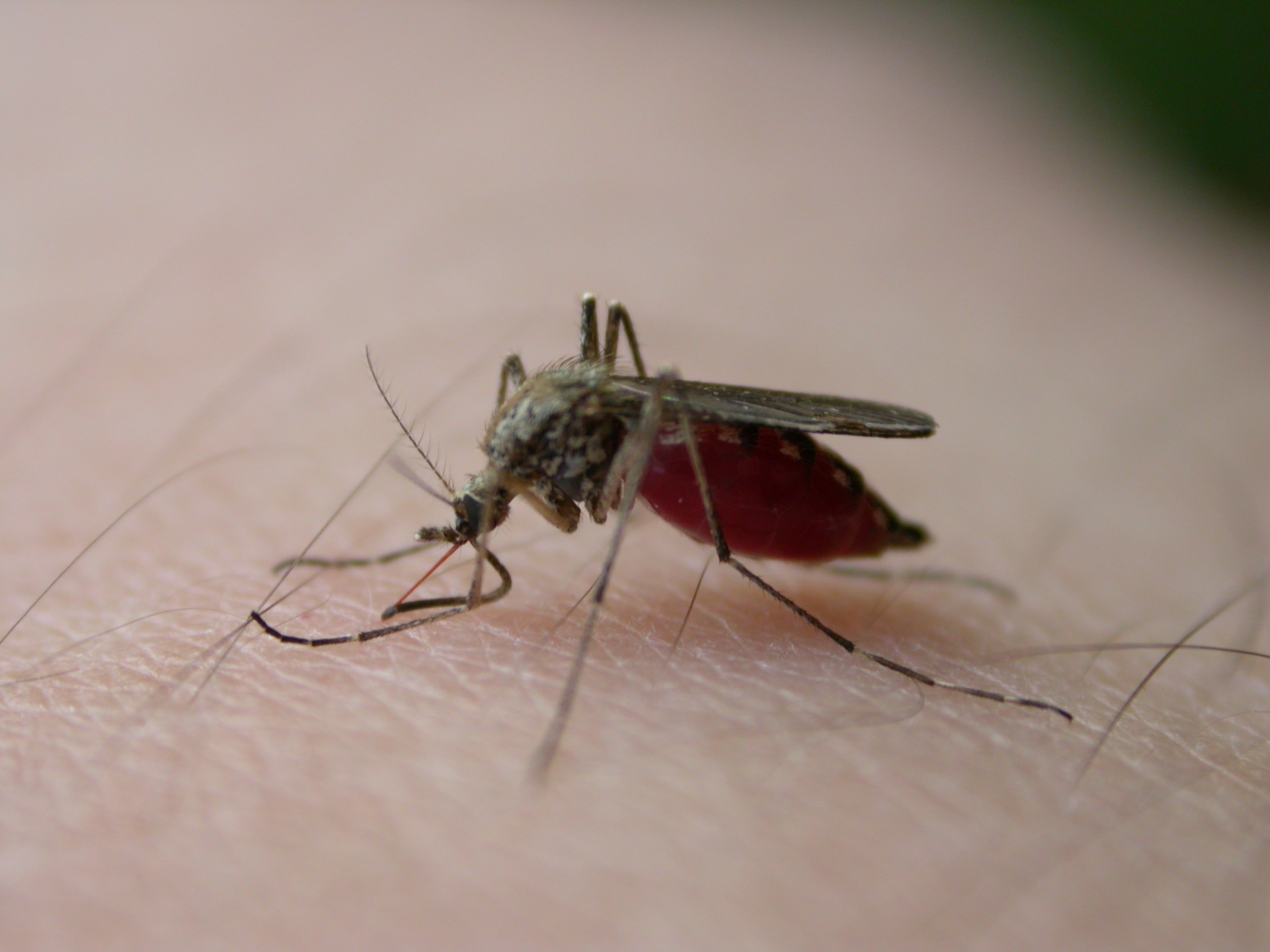 Сколько живут комары обыкновенные. Кровососущие насекомые мошки. Кровососущие насекомые Сибири.